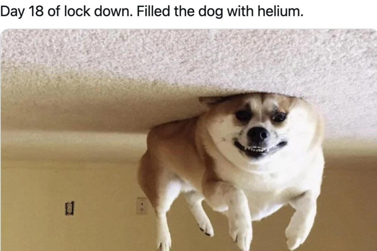 Day 18 of lock down. Filled the dog with helium.