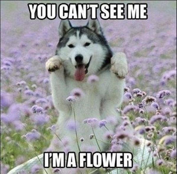YOU CAN'T SEE ME
I'M A FLOWER