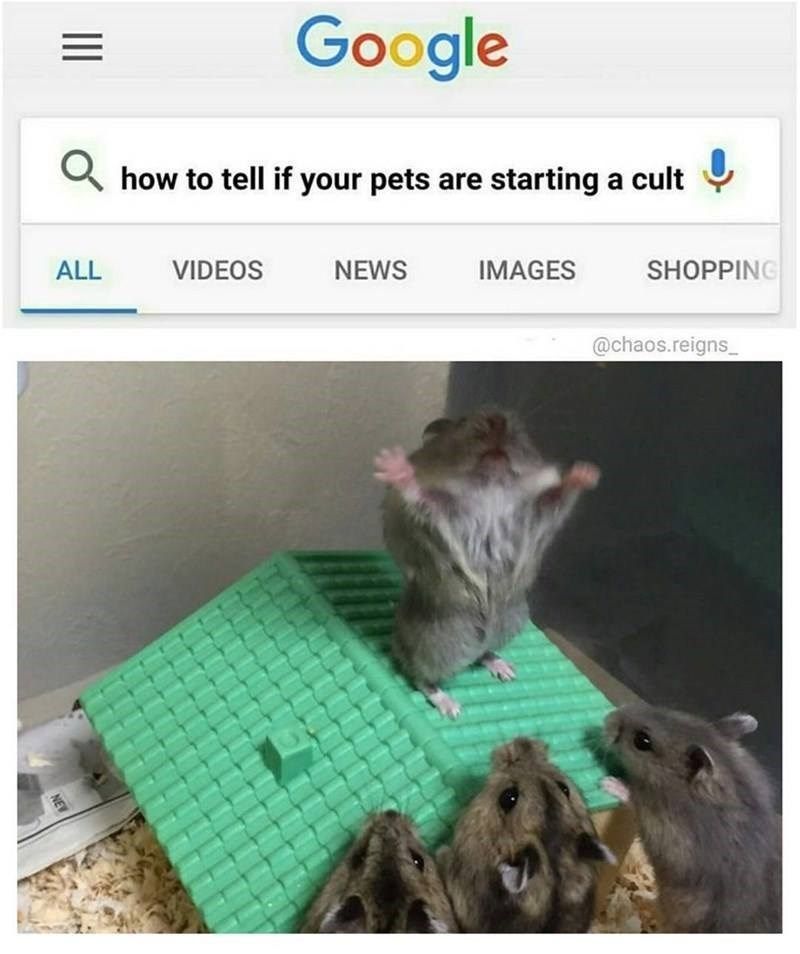 =
Google
Q how to tell if your pets are starting a cult
|||
NEW
ALL
VIDEOS
NEWS
IMAGES
SHOPPING
@chaos.reigns_