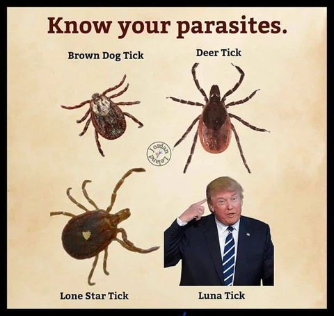 Know your parasites.
Brown Dog Tick
Deer Tick
Lone Star Tick
Ond
Prept
Luna Tick