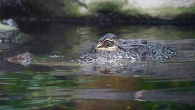 Aligator