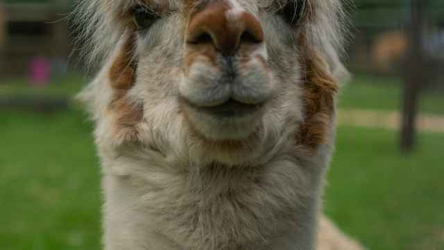 Alpaca