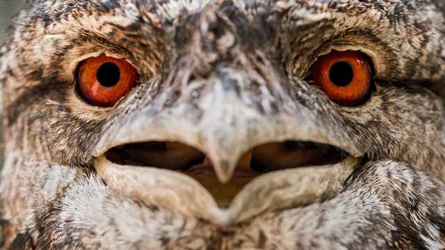 Bird's Eye