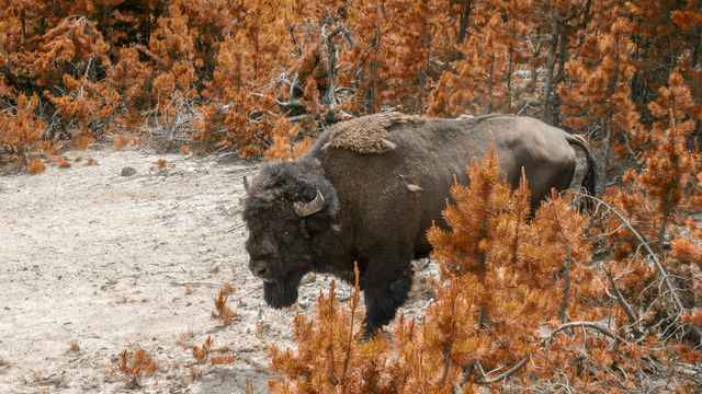 Bison