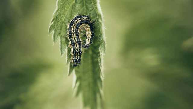 Caterpillar