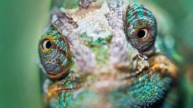 Chameleon