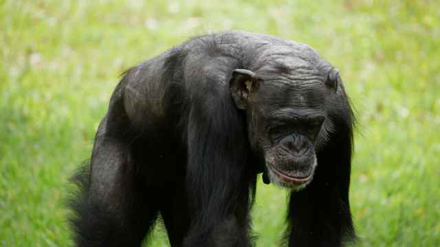 Chimpanzee