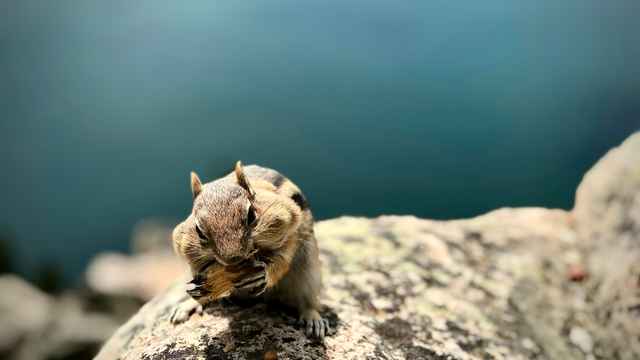 Chipmunk