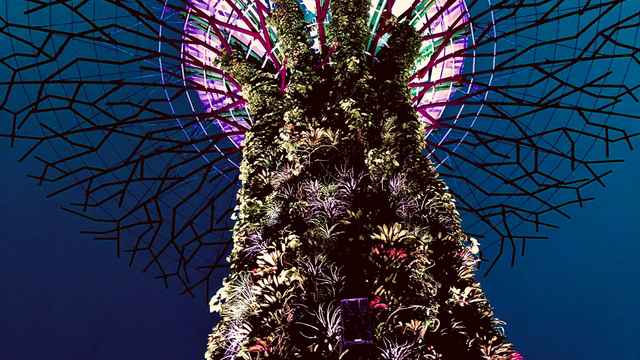 Christmas tree lights