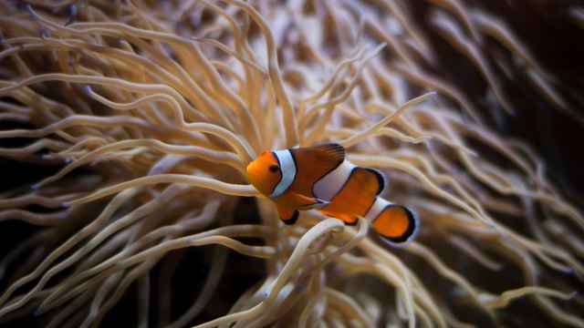 Clownfish