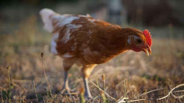 Cock Sucking