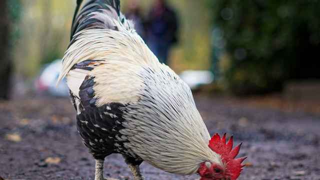 Cockfighting