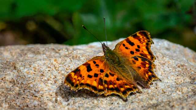 Comma