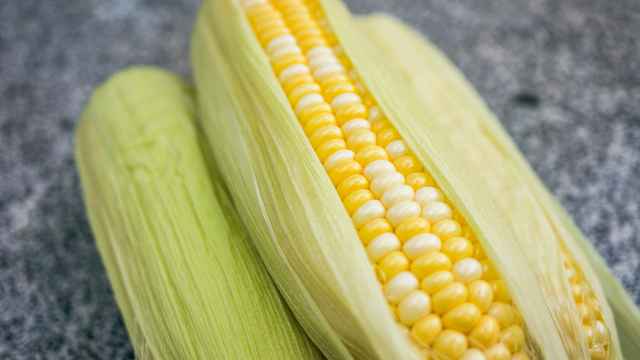 Corn