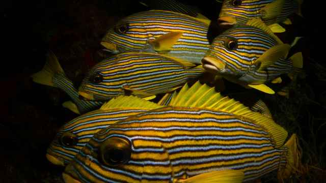 Discus