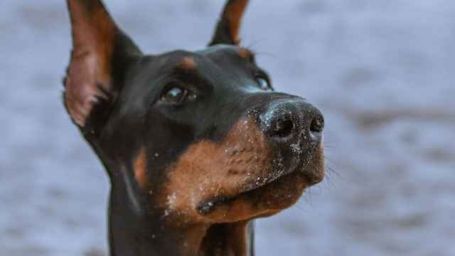 Doberman