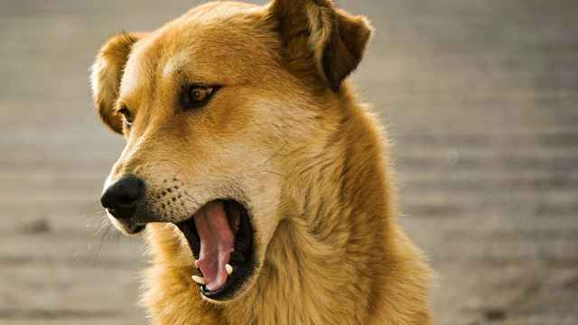 Dog Breeding