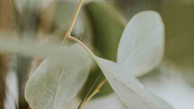 Eucalyptus