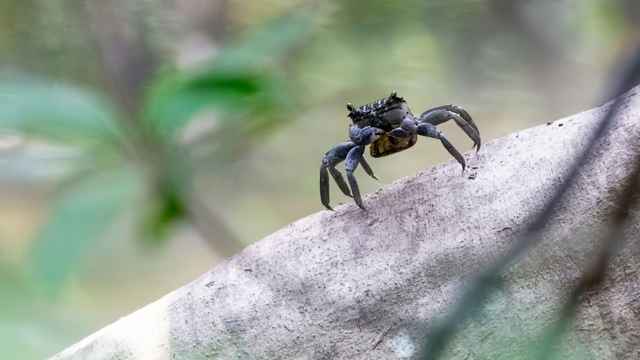 Giant Crab