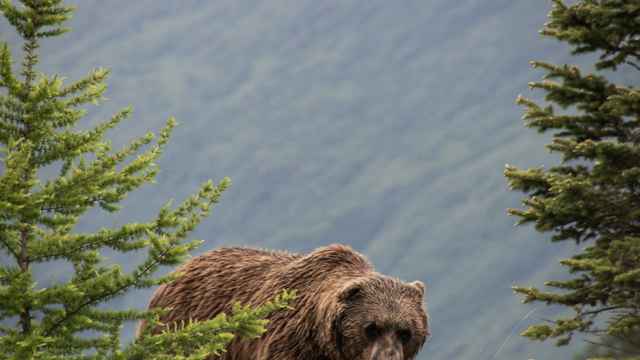 Grizzly Bear