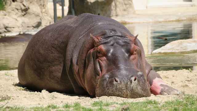 Hippo