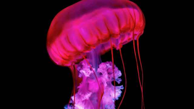 Jellyfish