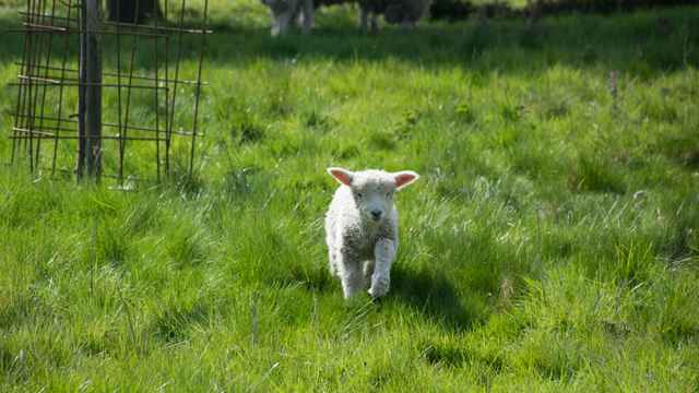 Little Lamb