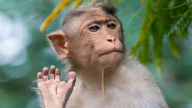 Monkeypox