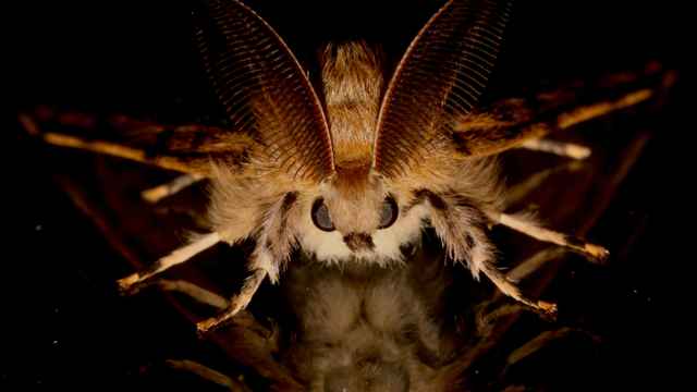 Moth