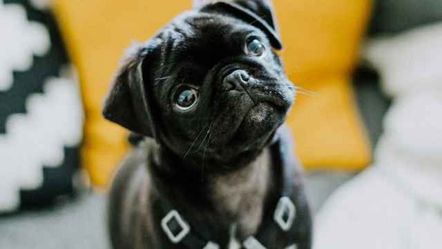 Pug