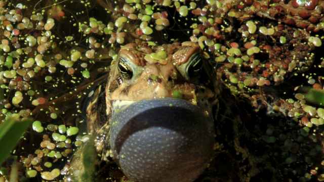 Ribbit