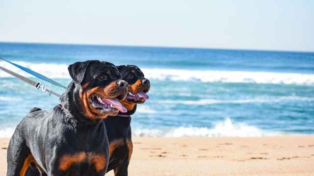 Rottweiler