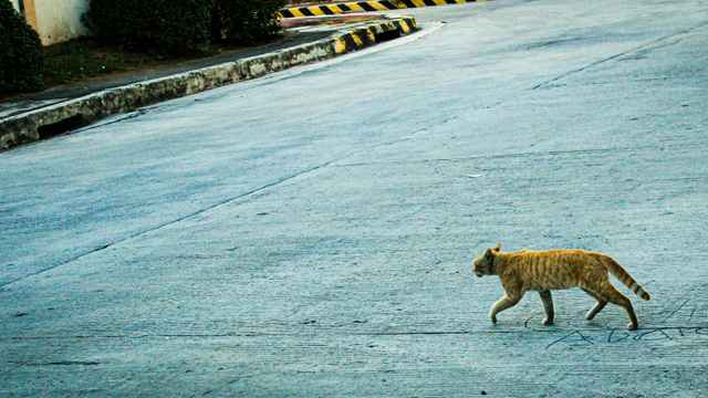 Runaway