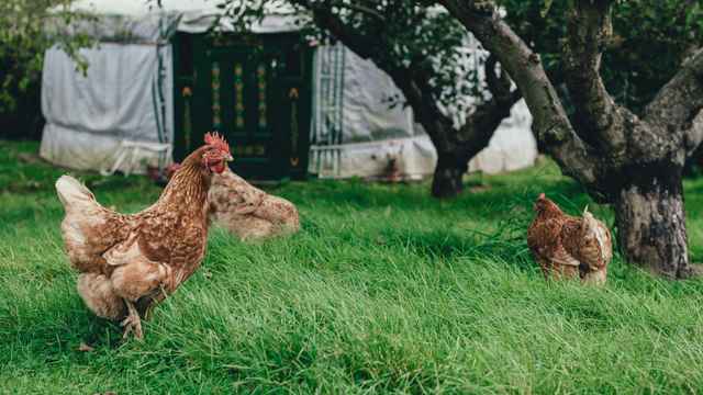 Sell farm
