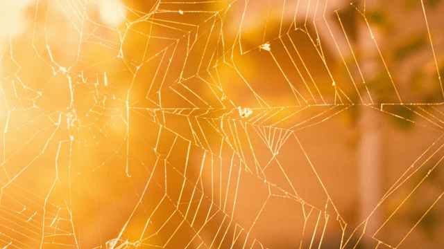Spider Web