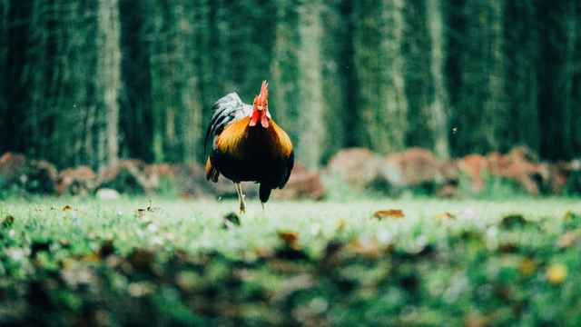 What Did the Chicken...