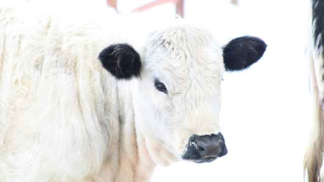 White cow