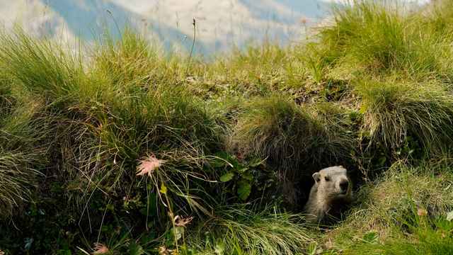 Woodchuck
