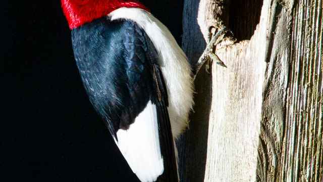 Woodpecker